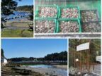 port de RIEC SUR BELON - Culture des Huîtres